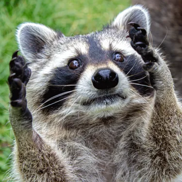 Close up of a Raccoon