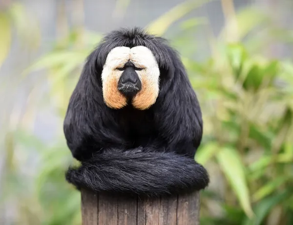 Saki Monkey (2)