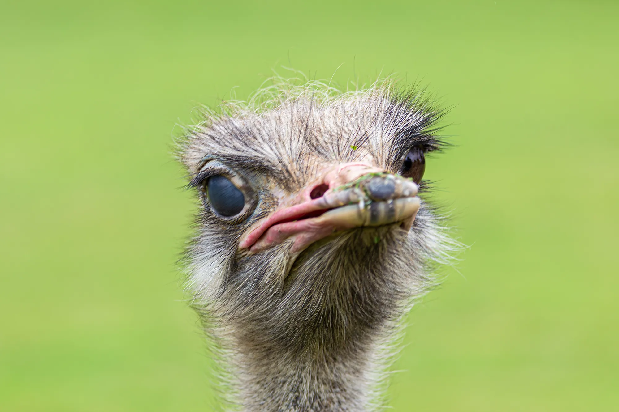 Ostrich At Chessington World Of Adventures