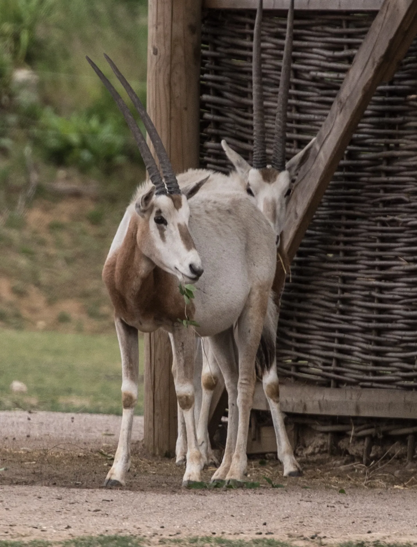 Scimitar Horned Oryx