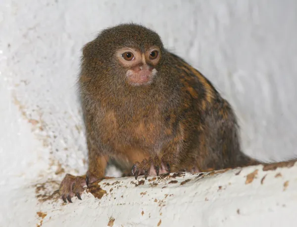Pygmy Marmoset (1)