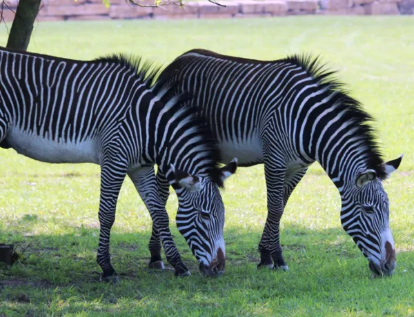Sunny Zebra (2)