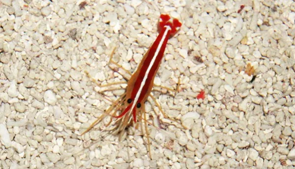 Cleaner Fish