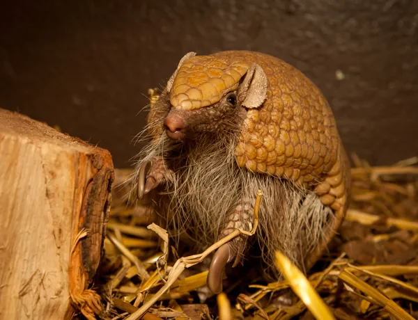 Three-Banded Armadillo (Flo)