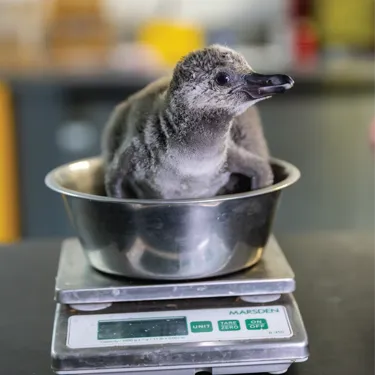 1000 X 1400Px Penguin 2 02