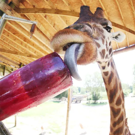 Pinpep Chessington 090