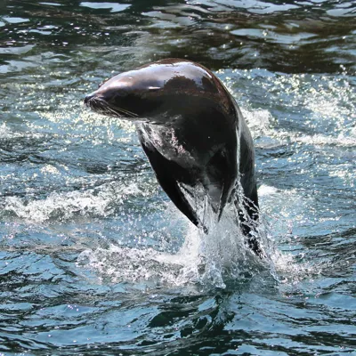Sealion2