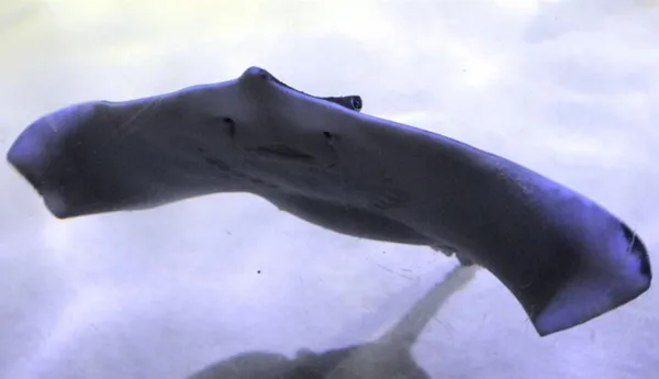 Ray