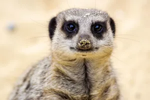 Meerkat