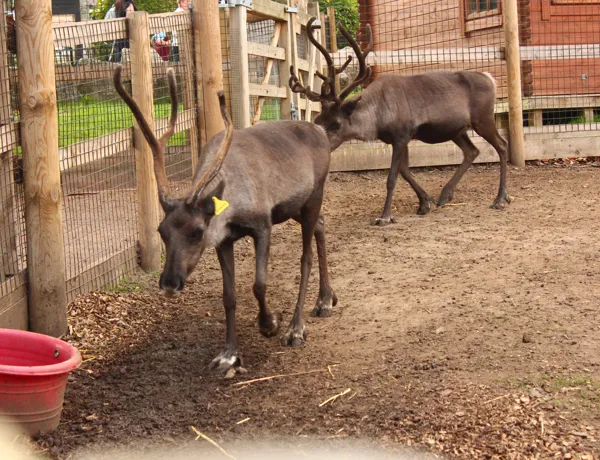 Reindeer