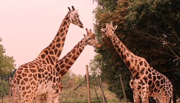 Three Giraffe