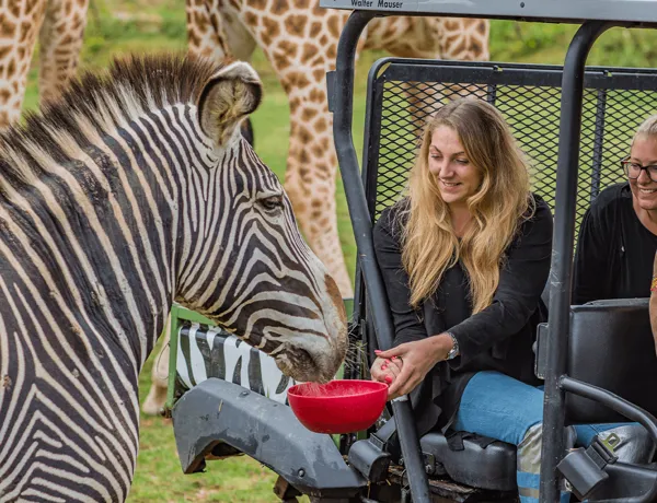 VIP Experience Safari
