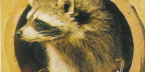 Racoon