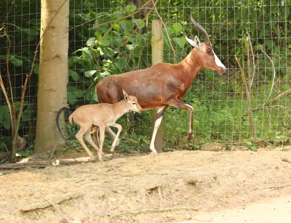 Blesbok