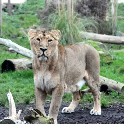 Lion